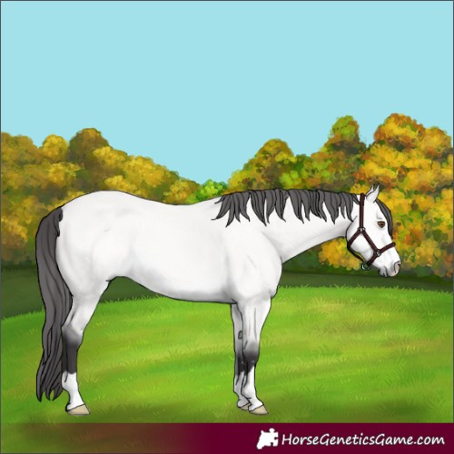 Horse Color:Platinum Buckskin Dun 