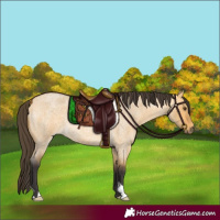 Horse Color:Buckskin Roan Dun