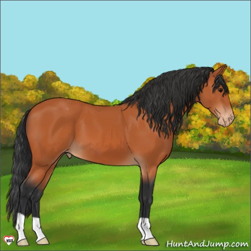 Horse Color:Bay Appaloosa 