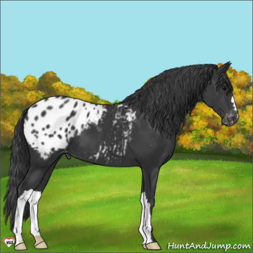 Horse Color:Black Appaloosa 