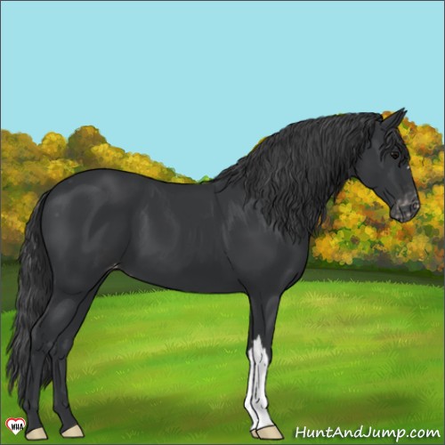 Horse Color:Black Appaloosa 