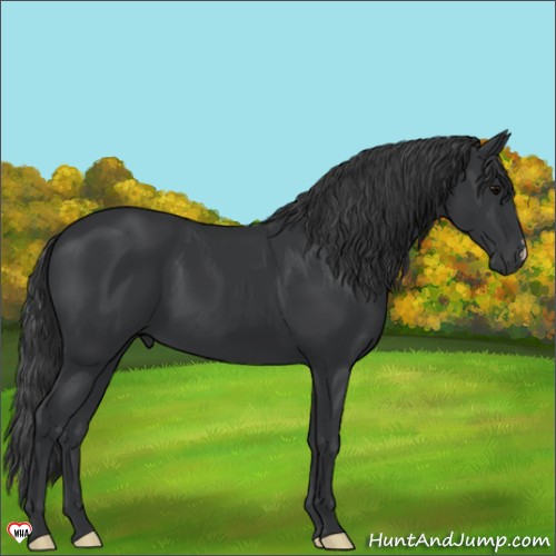 Horse Color:Black 