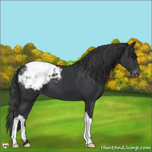 Horse Color:Black Appaloosa 