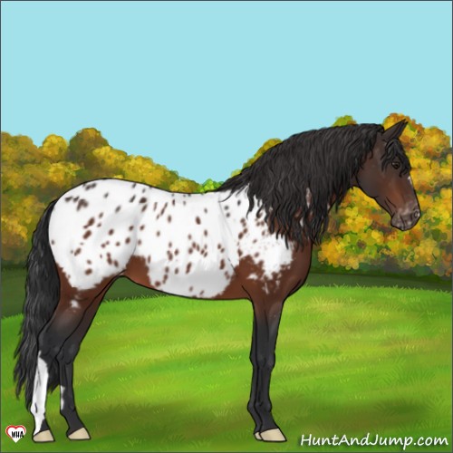 Horse Color:Brown Appaloosa 