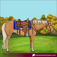 Horse Color:Palomino 