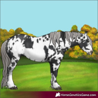 Horse Color:Black Frame  and Black Frame Appaloosa 