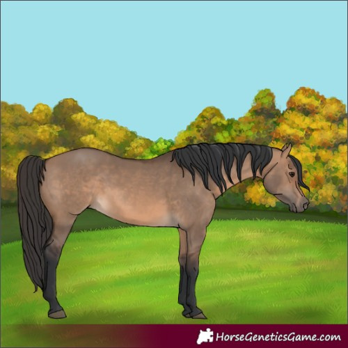 Horse Color:Brown Dun 