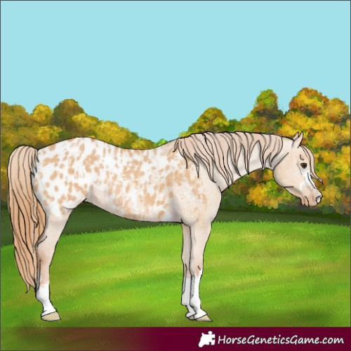 Horse Color:Red Dun Appaloosa  and Red Dun Appaloosa Rabicano 