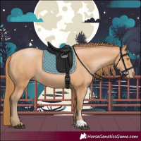 Horse Color:Bay Pearl 