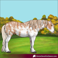 Horse Color:Chestnut Sabino