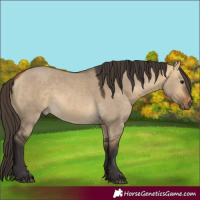 Horse Color:Buckskin Dun 