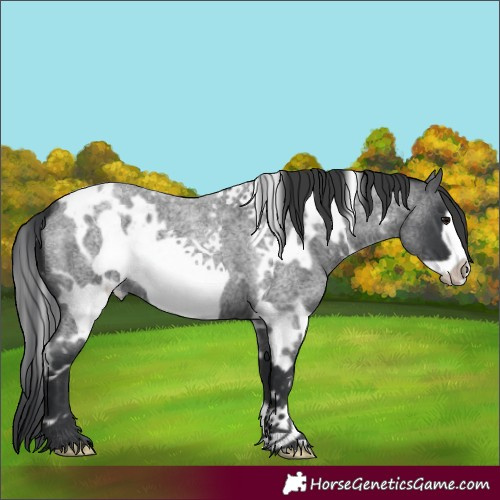 Horse Color:White Spotted Blue Roan Frame 