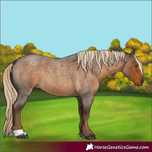 Horse Color:Chocolate Palomino Roan 