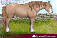 Horse Color:Black Pearl Sabino 