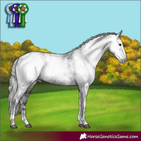 Horse Color:Gray Black Sabino Appaloosa Rabicano