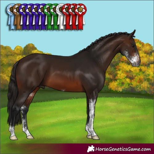 Horse Color:Gray Bay Sabino 