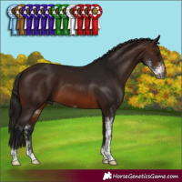 Horse Color:Gray Bay Sabino 