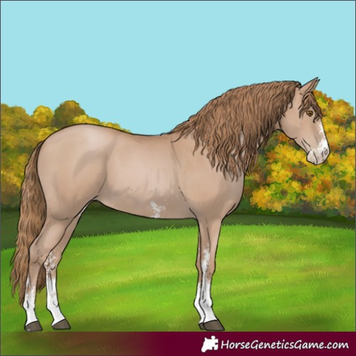 Horse Color:Black Pearl Sabino 