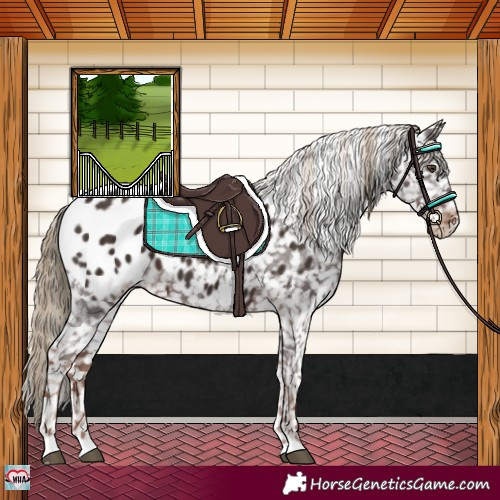 Horse Color:Liver Chestnut Appaloosa 