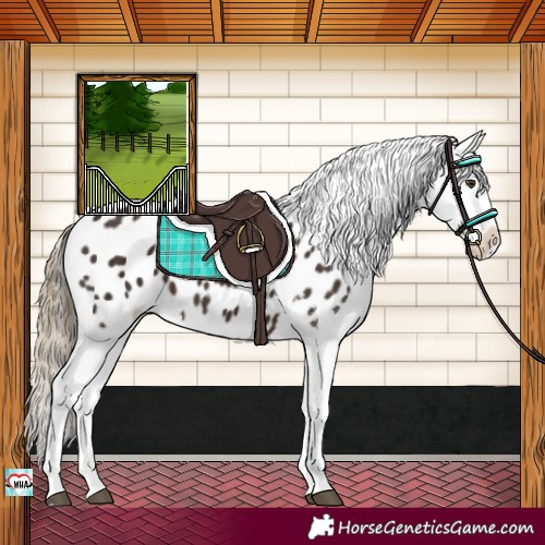 Horse Color:Liver Chestnut Appaloosa 