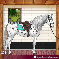 Horse Color:Liver Chestnut Appaloosa 