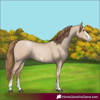 Horse Color:Grullo Pearl Sabino 