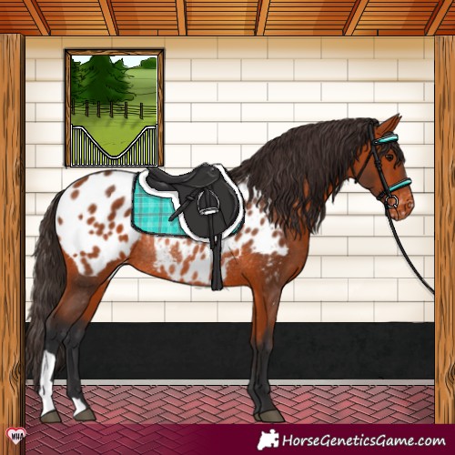 Horse Color:Bay Appaloosa Rabicano 