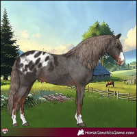 Horse Color:Liver Chestnut Appaloosa 