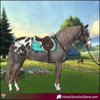 Horse Color:Liver Chestnut Appaloosa 