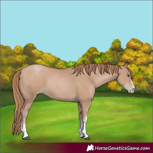 Horse Color:Black Pearl Sabino