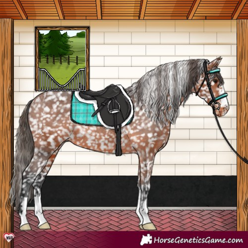 Horse Color:Bay Snowflake Varnish Rabicano 