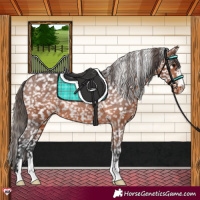 Horse Color:Bay Appaloosa Rabicano