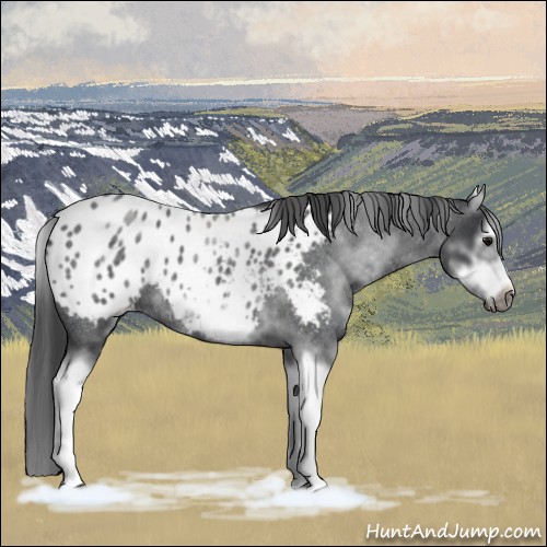 Horse Color:White Spotted Blue Roan Splash Frame Appaloosa 