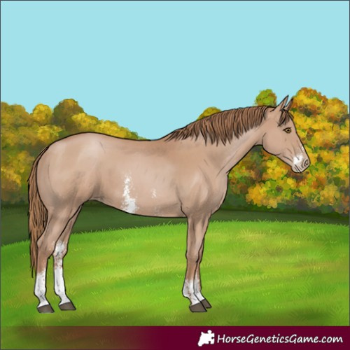 Horse Color:Black Pearl Sabino 