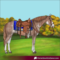 Horse Color:White Spotted Chestnut Sabino