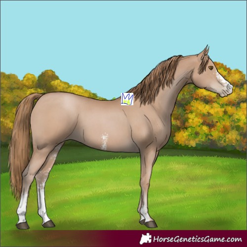 Horse Color:Black Pearl Sabino