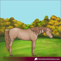 Horse Color:Black Pearl Sabino 