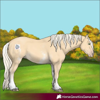 Horse Color:White Spotted Gold Cream Champagne 