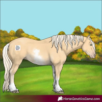 Horse Color:White Spotted Gold Cream Champagne 