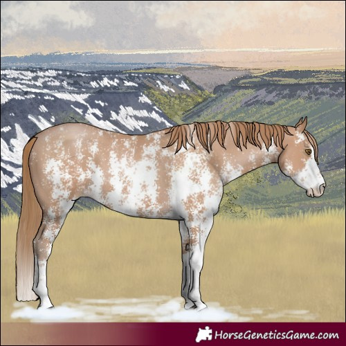 Horse Color:Black Pearl Sabino 