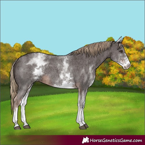 Horse Color:White Spotted Liver Chestnut Sabino 