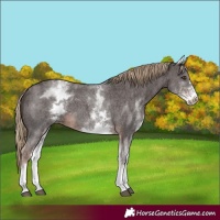 Horse Color:White Spotted Liver Chestnut Sabino