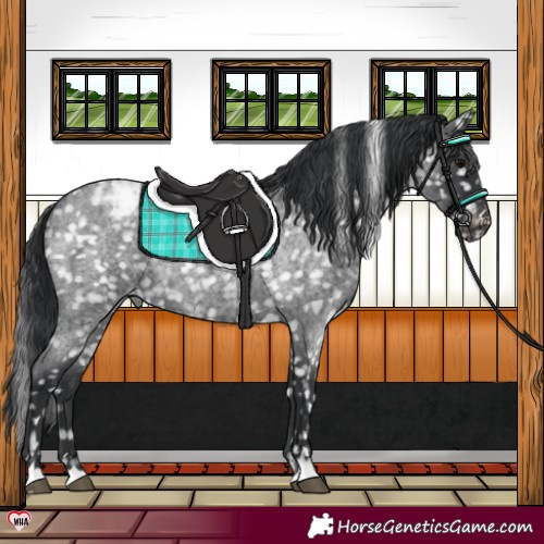 Horse Color:Blue Roan Appaloosa 