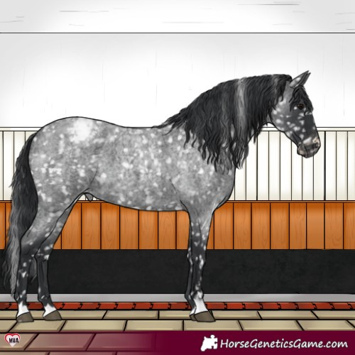 Horse Color:Blue Roan Appaloosa 