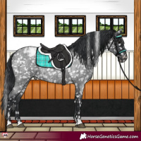Horse Color:Blue Roan Appaloosa 