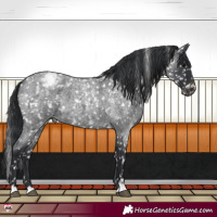 Horse Color:Blue Roan Appaloosa 