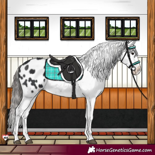 Horse Color:Black Appaloosa 
