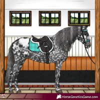 Horse Color:Black Appaloosa 