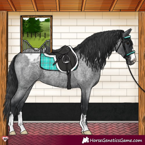Horse Color:Blue Roan Varnish 