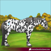Horse Color:Black Appaloosa 